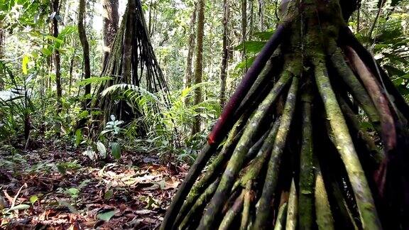 热带雨林林下植物中的高跷根棕榈树