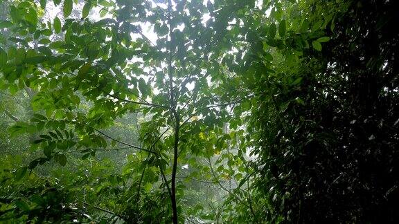 热带雨林中的热带雨