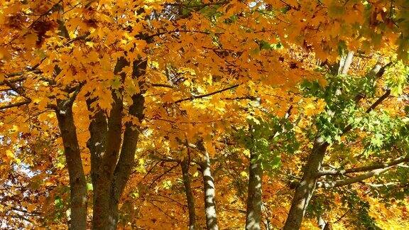 在秋天的树冠大道上树叶随风飘动在阳光下闪闪发光