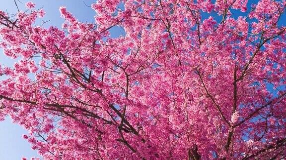 美丽的粉红色樱桃树在春天的阳光照耀下盛开