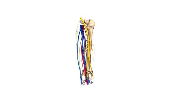 有动脉神经和静脉的股骨