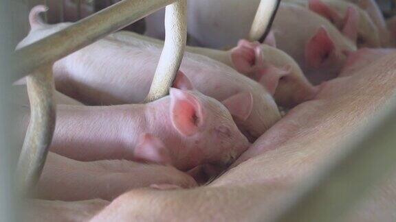 小猪躺在猪圈里一群哺乳动物呆在养猪场的室内
