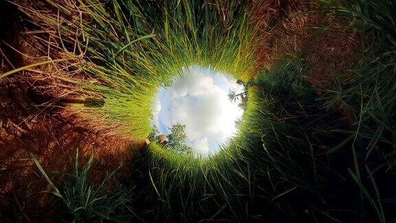 小星球金色的小麦种植在田野里