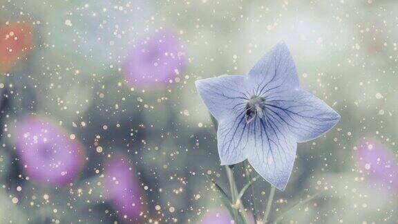 一个带蓝色铃铛的花卉背景的Cinemagraph