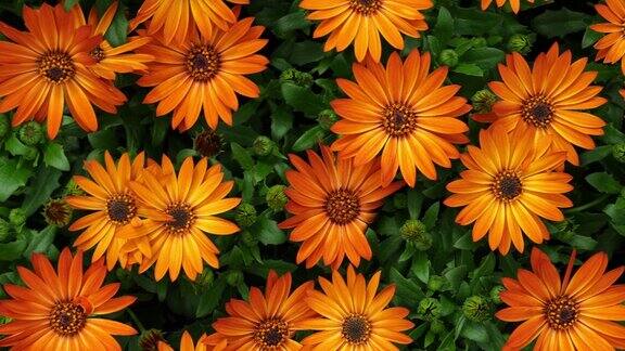 橙玛格丽特或骨蕨Dimorphotheca角雏菊花作为自然花卉背景