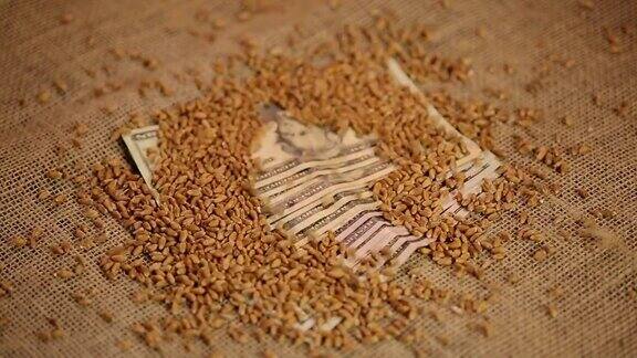 小麦种子滴美元钱农业业务粮食出口