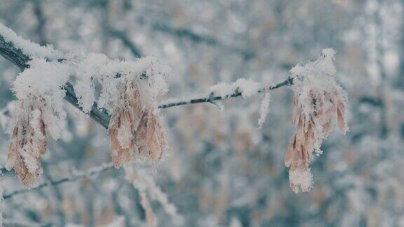 冬天森林里树枝上的雪带着干枯的种子缓缓移动