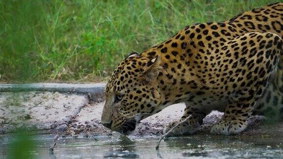 豹子喝水的慢动作
