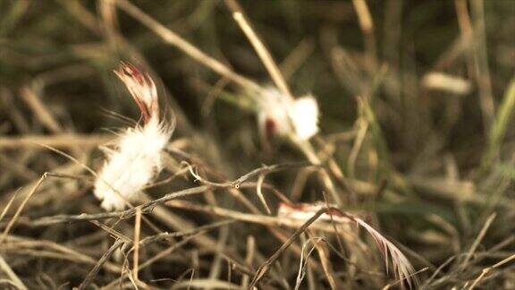 稻草上沾满鲜血的羽毛
