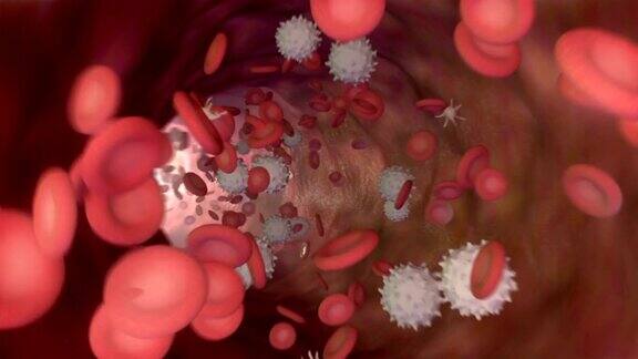 三维动画血流与红细胞白细胞和血小板