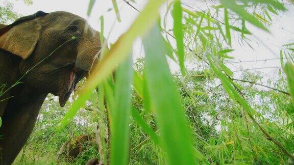 柬埔寨蒙多基里丛林里一只母象在大象保护区吃草的慢镜头60帧秒