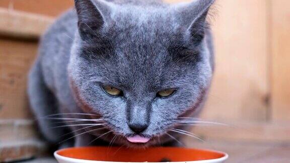 蓝色的英国猫吃着食物和碗看着镜头