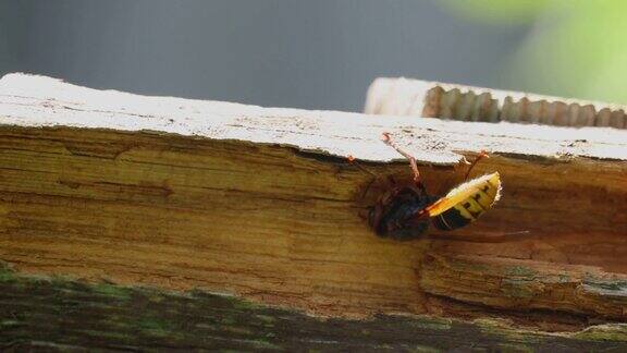一只黄蜂在啃一块腐烂的木板