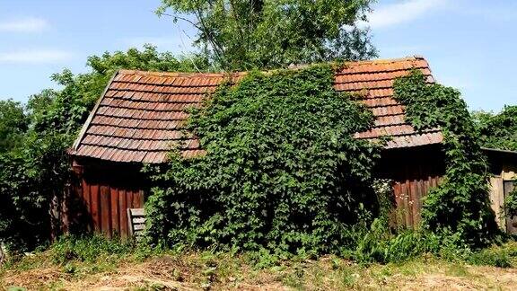 一间被遗弃的破旧棚屋上面爬满了绿色的常春藤