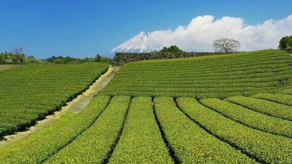 日本静冈县的绿茶种植园和富士山