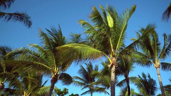 椰子树的叶子在蓝天下迎风摇曳底部视图阳光明媚的一天里维埃拉墨西哥玛雅