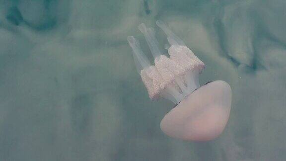 海水中水母的镜头