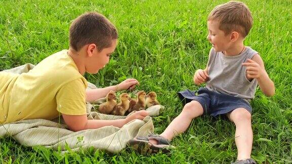孩子们在宠物动物园里看小鸭喂小鸭