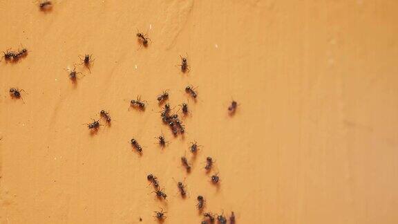 蚂蚁在墙上行走(时间流逝)