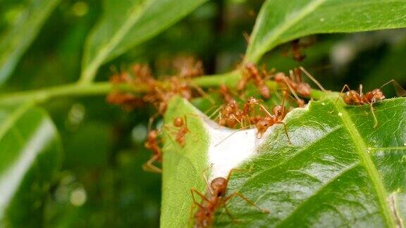 绿色叶子上的红色蚂蚁