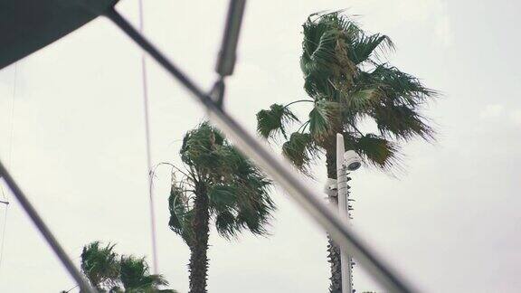 马略卡岛或伊比沙岛海滩上美丽的棕榈树西班牙巴利阿里群岛上的棕榈树