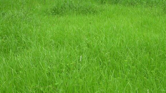 新鲜的绿草在季风中成长