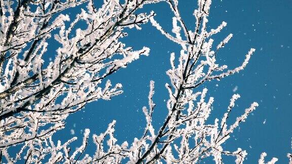 冬天雪花在风中飞舞