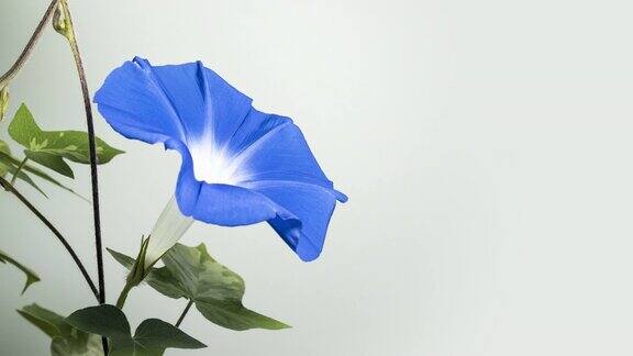 开花的蓝色牵牛花
