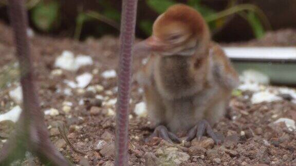白枕鹤幼崽(安提戈涅vipio)-兴安自然保护区