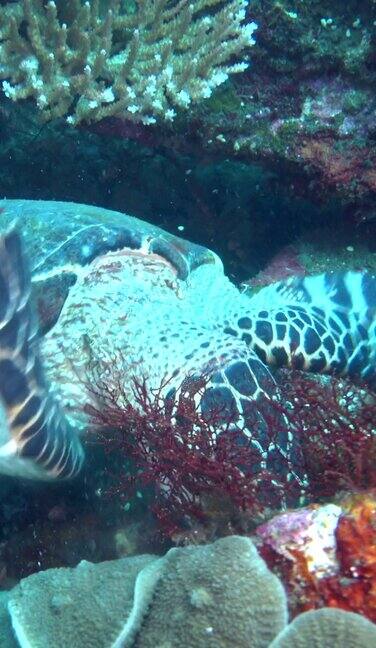 海龟在珊瑚礁中游泳吃海草的垂直视图