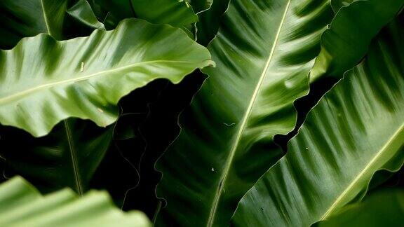 燕窝蕨野生天堂热带雨林植物为天然花卉背景抽象的纹理接近新鲜的异国情调的热带绿色新鲜卷曲的叶子在梦幻的深色木材