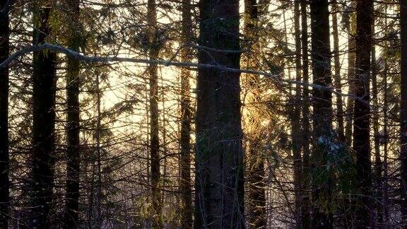 在一个下午树木覆盖了天空中的太阳