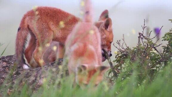 赤狐幼崽坐在一块岩石上啃着灌木丛Vulpes