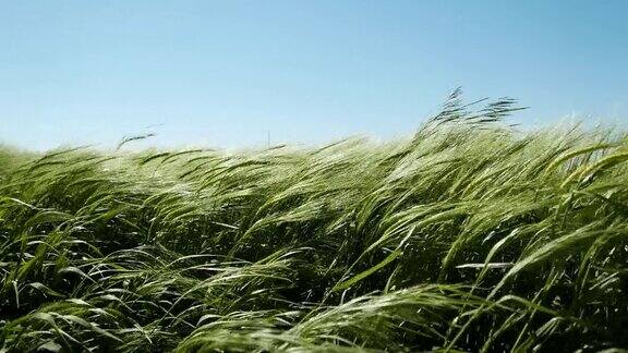 夏风中田园风光低角度观赏植物摇曳