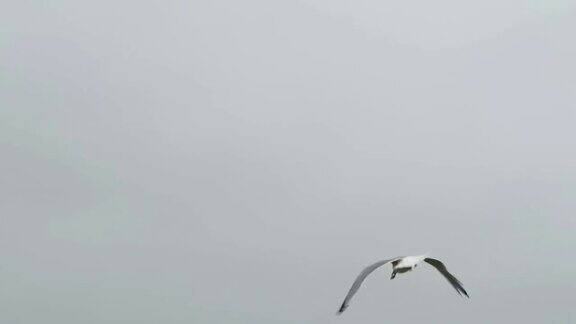 德国鲁根岛普罗拉海滩上的一种普通海鸥寻找食物