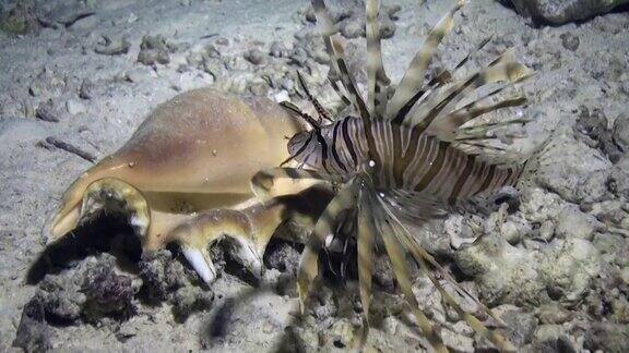 在红海水下沙底的背景下海贝附近的蝎子鱼