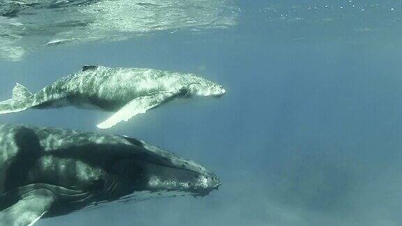 小座头鲸和它的母亲在水面游泳