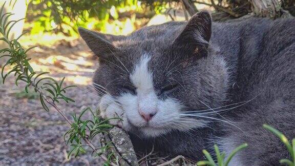 睡在花盆里的家猫醒来了