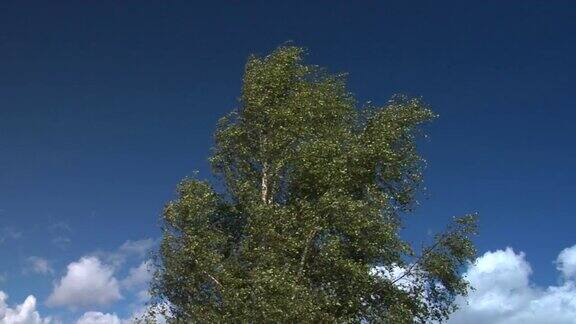 桦树在风中飘扬