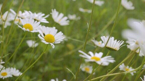 风中摇曳的白色雏菊白色盛开的洋甘菊花夏季田草地特写野花在大自然的春天环境保护生态系统美丽的蜡台