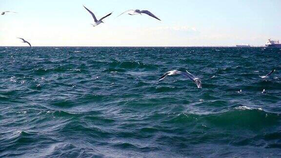 海鸥在波涛汹涌的海面上盘旋