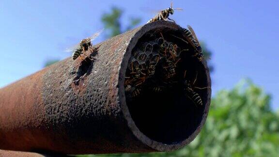 一群蜂箱里的黄蜂在一个金属管道里映衬着蓝天中位数黄蜂(Dolichovespulamedia)筑巢4k4k的视频