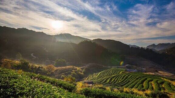 茶园和日出