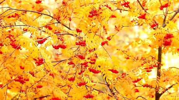 红色的白蜡树在黄色的树叶上秋天多莉