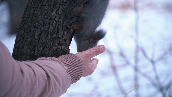 松鼠坐在松树上从一只手上吃东西冬季森林里喂养动物的特写