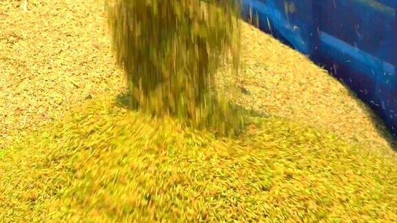 慢镜头稻田水稻流动的存储从收割水稻拖拉机