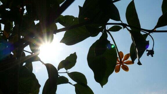 阳光透过树叶