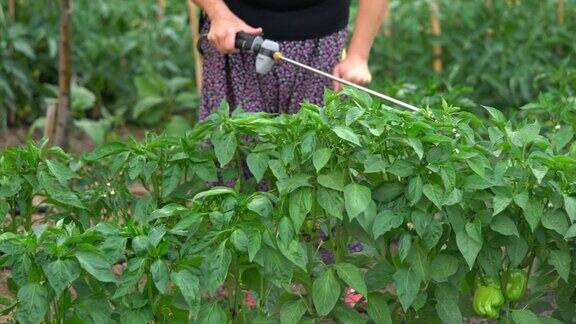 高级妇女在花园里喷洒农药