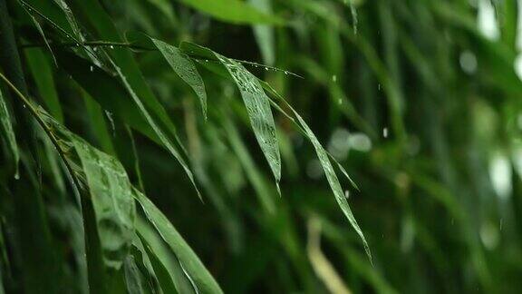 慢镜头热带雨季雨从青翠的竹叶上滴落