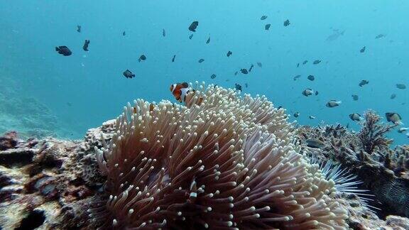 假小丑鱼(Amphiprionocellaris)在海底海葵(Heteractismagnifica)珊瑚礁在清晰的蓝色海洋背景